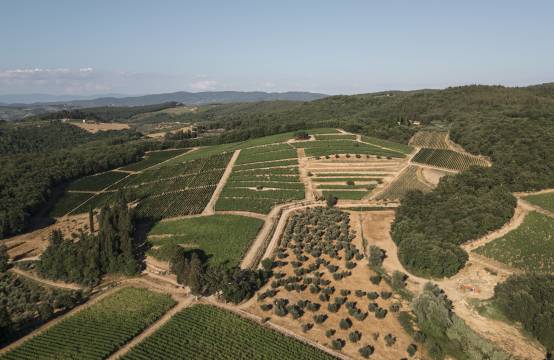 De wijngaarden van bovenaf