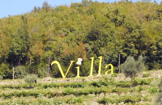 Een van de wijngaarden van Villa